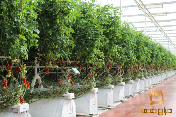 خبير زراعي هيدروبونيك وإدارة مشاريع