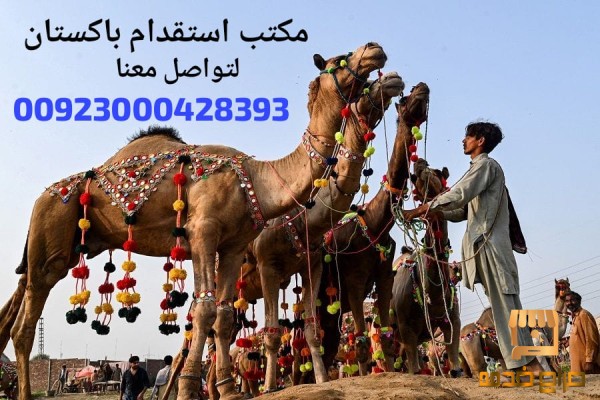 استقدام رعيان غنم وابل من باكستان