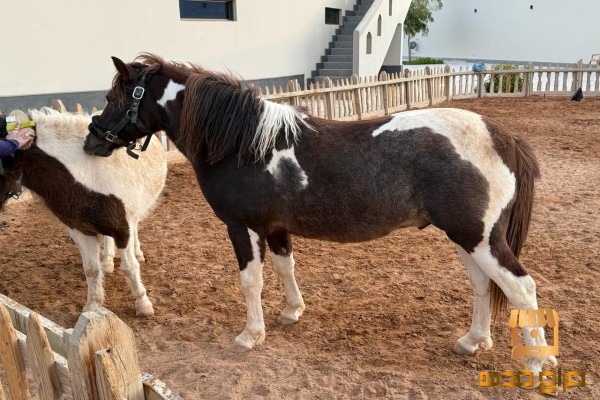 بوني للبيع الرياض