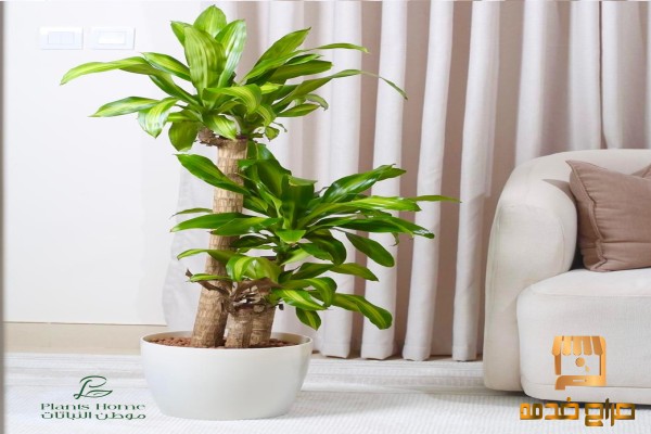 نباتات الزينة من موطن النباتات