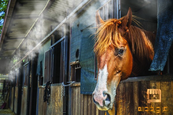 Misting System Installers